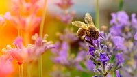 Wespen- und Bienenstichallergie: was ist zu tun?