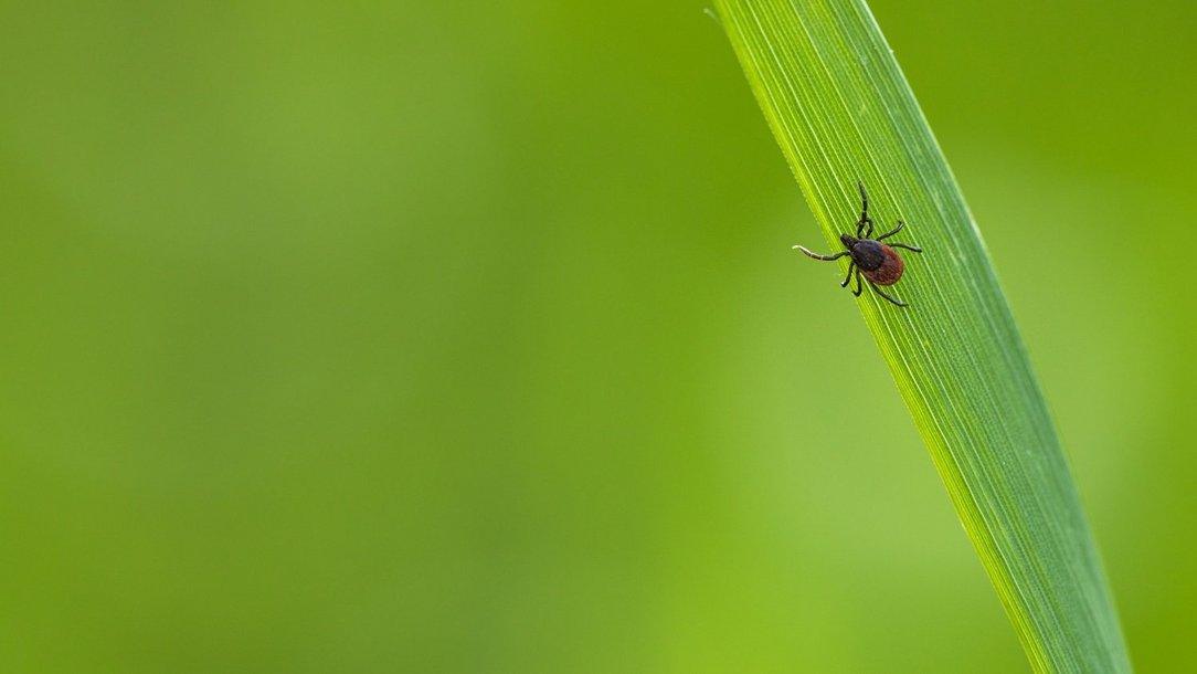 Welche Krankheiten können Zecken auf Menschen übertragen? Welche Krankheiten können Zecken auf Menschen übertragen?